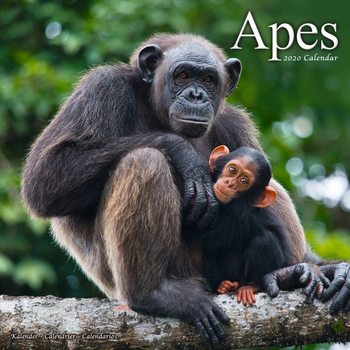 Calendar 2027 Apes