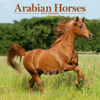 Calendar 2027 Arabian Horses