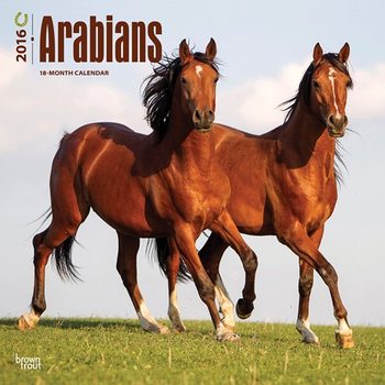Calendar 2027 Arabians Horses