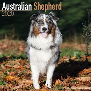 Calendar 2027 Australian Shepherd