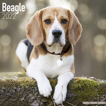 Calendar 2022 Beagle
