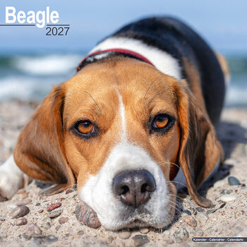 Calendar 2027 Beagle