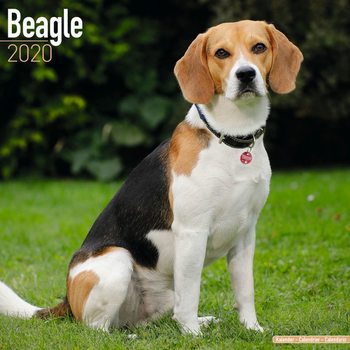 Ημερολόγιο 2027 Beagle