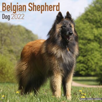 Calendar 2022 Belgian Shepherd Dog