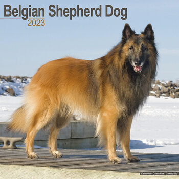 Calendar 2023 Belgian Shepherd Dog