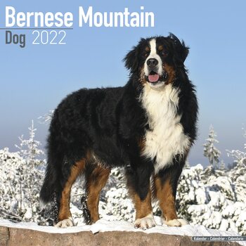 Calendar 2022 Bernese Mountain Dog