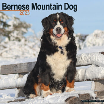 Calendar 2023 Bernese Mountain Dog