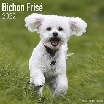 Calendar 2022 Bichon Frise