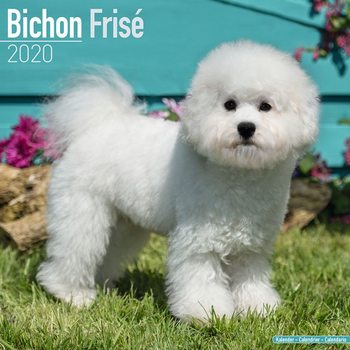 Ημερολόγιο 2027 Bichon Frise