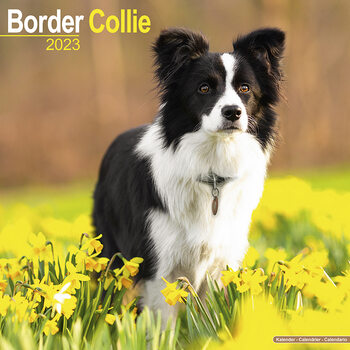 Calendar 2023 Border Collie