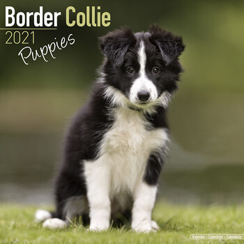 Ημερολόγιο 2027 Border Collie