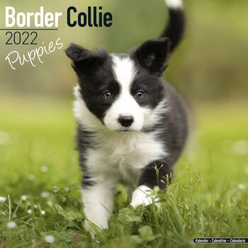 Calendar 2022 Border Collie - Pups