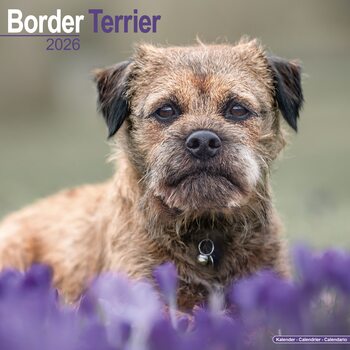 Calendar 2026 Border Terrier