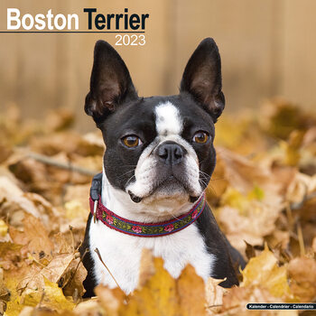 Calendar 2023 Boston Terrier