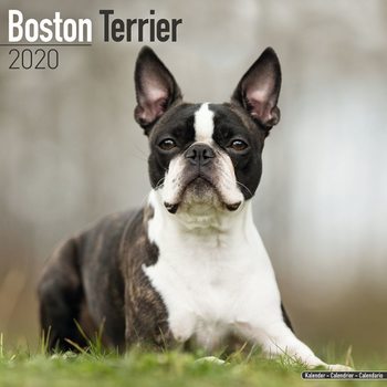 Ημερολόγιο 2027 Boston Terrier