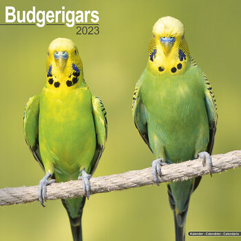 Calendar 2027 Budgerigar