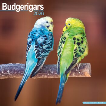 Calendar 2026 Budgerigar