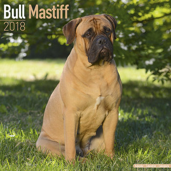 Calendar 2027 Bull Mastiff