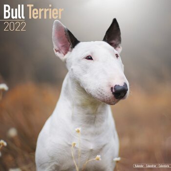 Calendar 2022 Bull Terrier