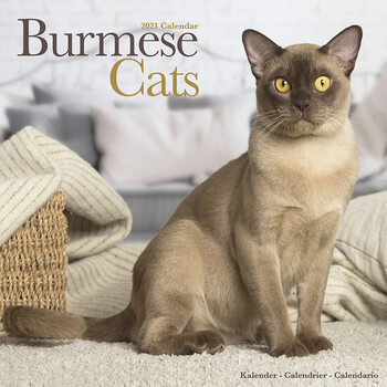 Ημερολόγιο 2027 Burmese Cats