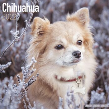 Calendar 2022 Chihuahua