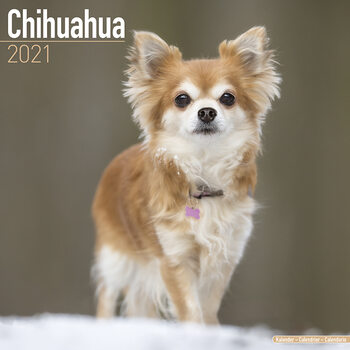 Ημερολόγιο 2027 Chihuahua