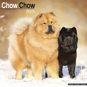 Ημερολόγιο 2027 Chow Chow