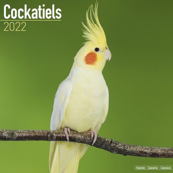 Calendar 2022 Cockatiels