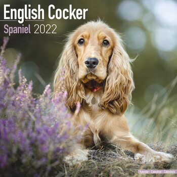 Calendar 2022 Cocker Spaniel