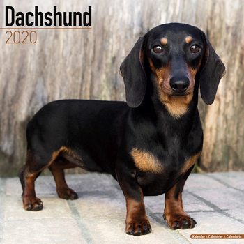 Ημερολόγιο 2027 Dachshund