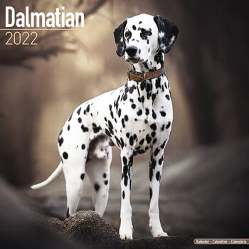 Calendar 2022 Dalmatian