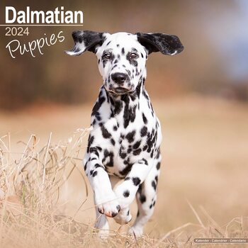 Calendar 2024 Dalmatian Puppies