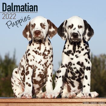 Calendar 2022 Dalmatian - Pups