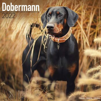 Calendar 2022 Dobermann