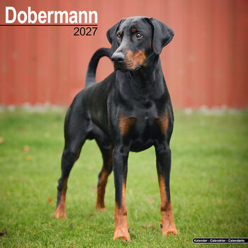 Calendar 2027 Dobermann