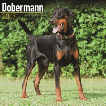 Calendar 2027 Dobermann