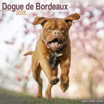 Ημερολόγιο 2027 Dogue de Bordeaux