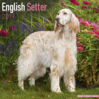 Calendar 2027 English Setter