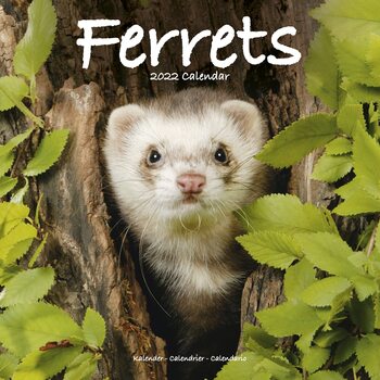 Calendar 2022 Ferrets