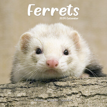 Calendar 2024 Ferrets