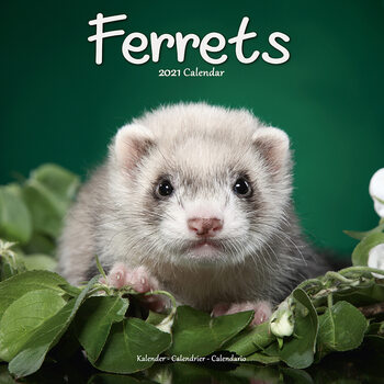 Ημερολόγιο 2027 Ferrets