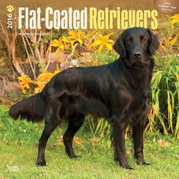 Calendar 2027 Flat-Coated Retrievers