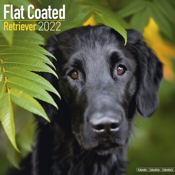 Calendar 2022 Flatcoated Retriever
