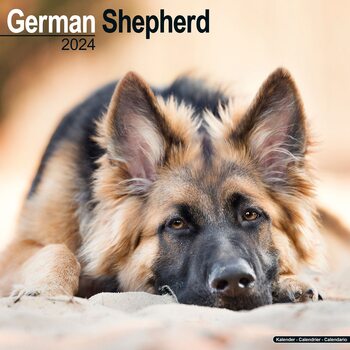 Calendar 2024 German Shepherd