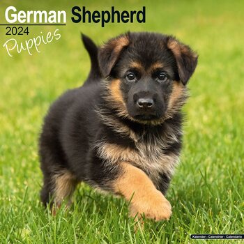 Calendar 2024 German Shepherd Puppies