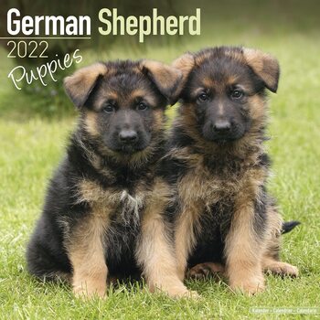 Calendar 2022 German Shepherd - Pups