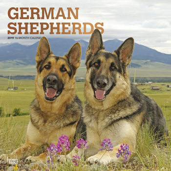 Calendar 2027 German Shepherds