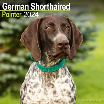 Calendar 2024 German ShortHair Pointer