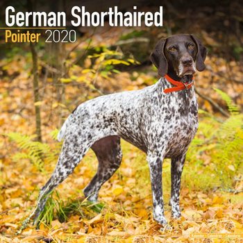 Ημερολόγιο 2027 German ShortHair Pointer