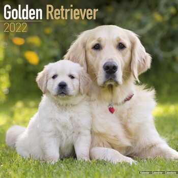 Calendar 2022 Golden Retriever
